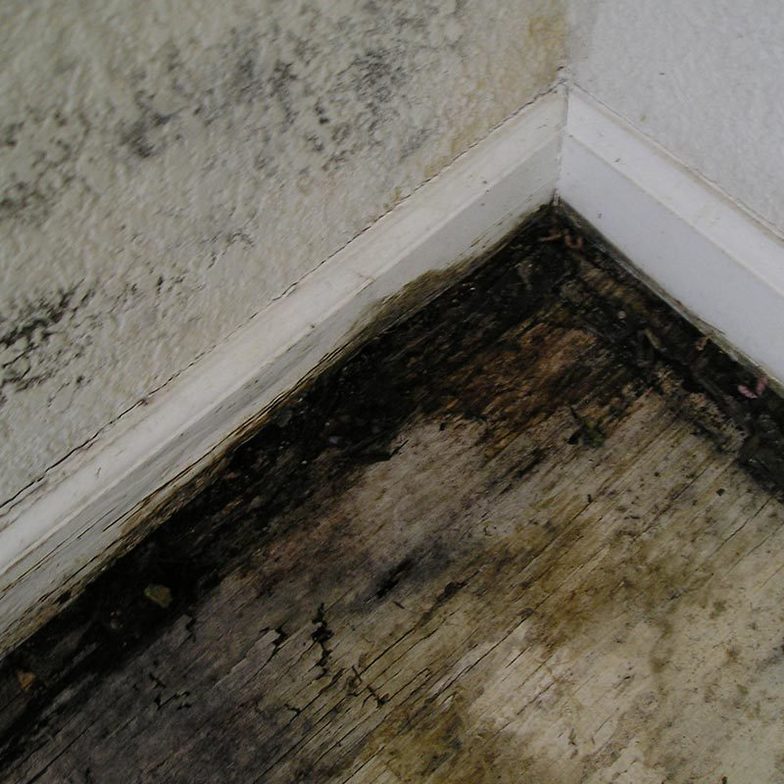Does Hydrogen Peroxide Kill Mold? Effective Solutions